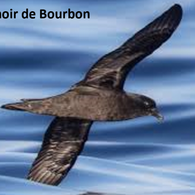 Petrel noir de Bourbon