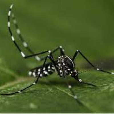 Chikungunya : La Réunion passe au niveau 2B , risque d’évolution en épidémie